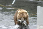 Bear Viewing Kodiak Island Alaska